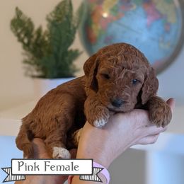 Goldendoodle Puppies from Rebecca Goldendoodles