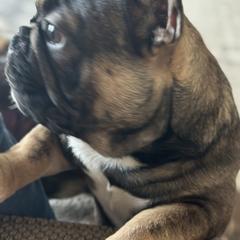 French Bulldog Puppies from M&M frenchies