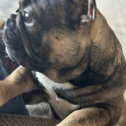 French Bulldog Puppies from M&M frenchies