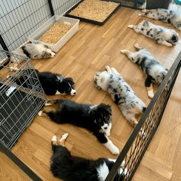 Australian Shepherd Puppies from Canyon Ridge Australian Shepherds