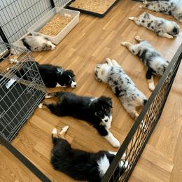 Australian Shepherd Puppies from Canyon Ridge Australian Shepherds