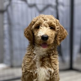 Goldendoodle Puppies from Totally Texas Doodles