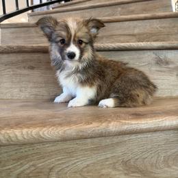 Ruby (Fluffy) - Sable female Pembroke Welsh Corgi puppy in Phelan, California from Desert Sunset Pembroke Welsh Corgis