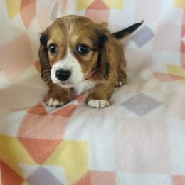 Girl 3 - Piebald female Dachshund puppy in Oklahoma from DRB Dachshunds