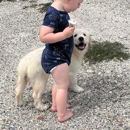 Golden Retriever Puppies from Mia Ragazza Golden Retrievers