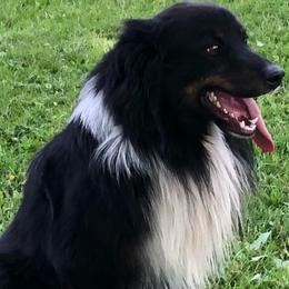 Calvin - Miniature Australian Shepherd