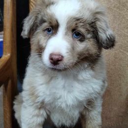 Red Merle - Red merle Miniature Australian Shepherd puppy in Omak, Washington from Willow Flats Kennels