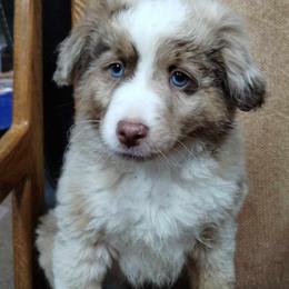 Red Merle - Red merle Miniature Australian Shepherd puppy in Omak, Washington from Willow Flats Kennels