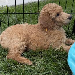 Orange - Red  male Poodle puppy in Fort Collins, Colorado from Solstice Standards