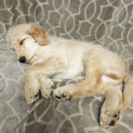 Kylo - Gold male Labradoodle puppy in Lansing, North Carolina from Murphy Manor Mountain Doodles