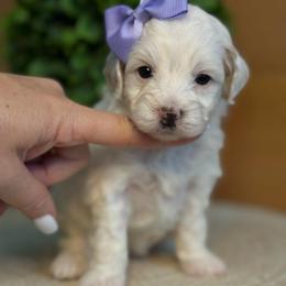 M-Pink Girl - Parti female Goldendoodle puppy in Lewisville, Texas from Texas Goldendoodle Lovers