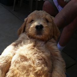 Goldendoodle and Poodle Puppies from Bass Creek Doodles