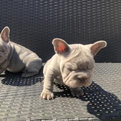 French Bulldog Puppies from NeighborHood Frenchies