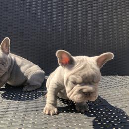 French Bulldog Puppies from NeighborHood Frenchies