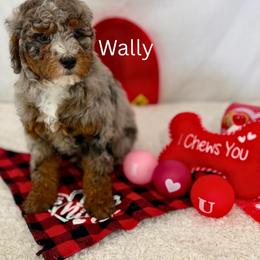 Wally - Blue merle male Bernedoodle puppy in Wellsville, Kansas from Fancy Farm Manor Doodles