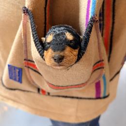 Mr Orange - Black and tan male Airedale Terrier puppy in Mooresville, North Carolina from Farm 55