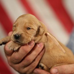 Emma - Golden female Golden Retriever puppy in Payette, Idaho from Stonewick Retrievers