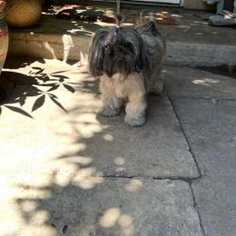 Willow - Shih Tzu