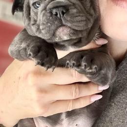 Dom - Blue male French Bulldog puppy in Glen Ellen, California from Frenchie’s of Glen Ellen
