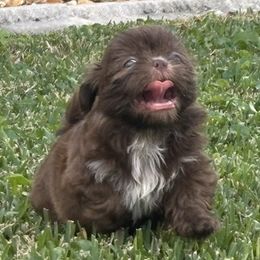 Shih Tzu Puppies from Staci Paysinger