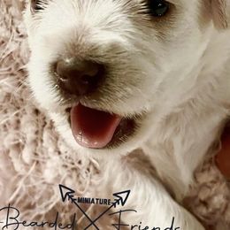 Miniature Schnauzers from Bearded Friends