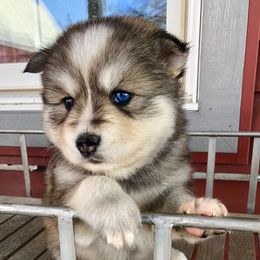 Pomsky Puppies from Oxsana Perfect Pomsky- 5 puppies available