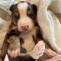 Dodger - Merle male Bernedoodle puppy in Sherman, Illinois from Shirl Doodle Life