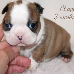 Boy 2 - Seal and white male Boston Terrier puppy in North Central, Vermont from Windy Valley’s Bostons