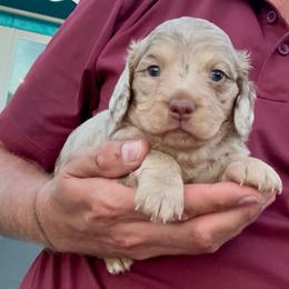 COTTONTAIL - Dapple female Dachshund puppy in Vero Beach, Florida from Joseph’s Dachshunds