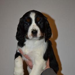 English Springer Spaniel Puppies from Stormin Pine and Prairie Springers