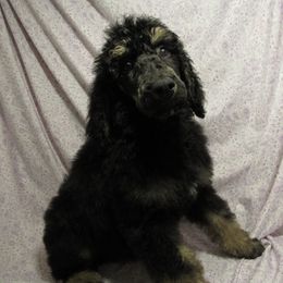 Aussiedoodle, Australian Shepherd, and Poodle Puppies from Kay Kay's Pupper Patch