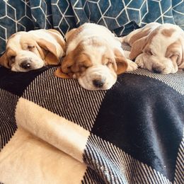 Basset Hound Puppies from Valley Bassets
