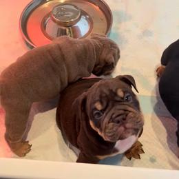 Snickers - Chocolate tri-color male Bulldog puppy in Seattle, Washington from mama Myra bulldogs