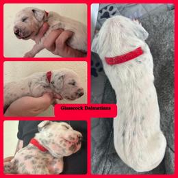 Dalmatian Puppies from Glasscock Dalmatians
