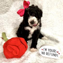 Louise - female Golden Mountain Doodle puppy in Victoria, Texas from Deidre's Doodles