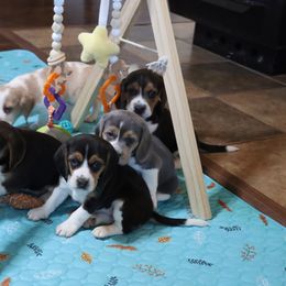 Beagle Puppies from Homegrown Beagles