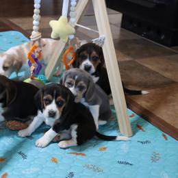 Beagle Puppies from Homegrown Beagles