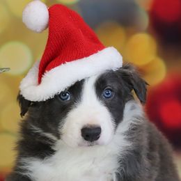 Cheez It - Blue male Border Collie puppy in Franklin, Maine from Broad Meadow Borders