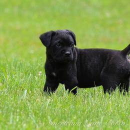 Bronco - Black brindle male Cane Corso puppy in Cable, Ohio from Americana Cane Corso