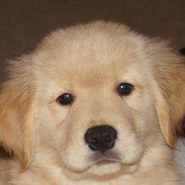 Golden Retriever Puppies from Gladys Berlin's Golden Retrievers
