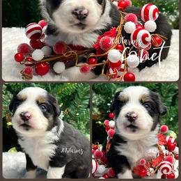 (4) Comet, BTF - Black tri female Miniature American Shepherd puppy in Huntington, Texas from JKKJ Farms