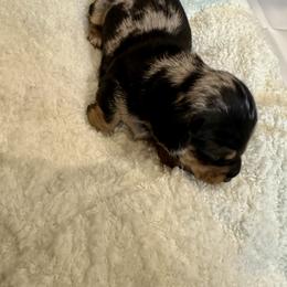Pepper - Black and tan female Dachshund puppy in Nederland, Texas from M & M Pups