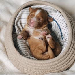 Blue collar boy - Red male Cavapoo puppy in Duncan, South Carolina from Abner Creek Poodles & Doodles