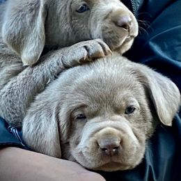 Dilute Retriever puppies from Sugarcreek Labs