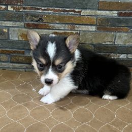 Girl 2 - Black and tan female Pembroke Welsh Corgi puppy in Visalia, California from VIP Stables