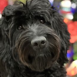 Smokey - Australian Labradoodle