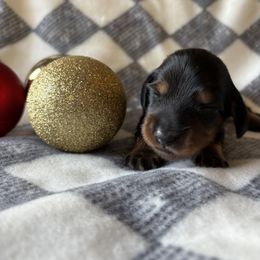 Bean - Black and tan male Dachshund puppy in San Rafael, California from Alexandra's Mini Doxies
