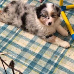 Tweet - Blue merle female Australian Shepherd puppy in Muncie, Indiana from Gemfire Australian Shepherds