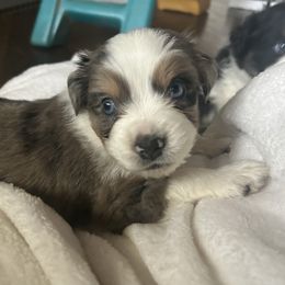 Glacier - Blue merle male Miniature Australian Shepherd puppy in Shingle Springs, California from Dream Dog Mini Aussies