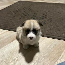 Anna - Red female Pembroke Welsh Corgi puppy in Urbana, Ohio from Edgewood Farm and Kennel